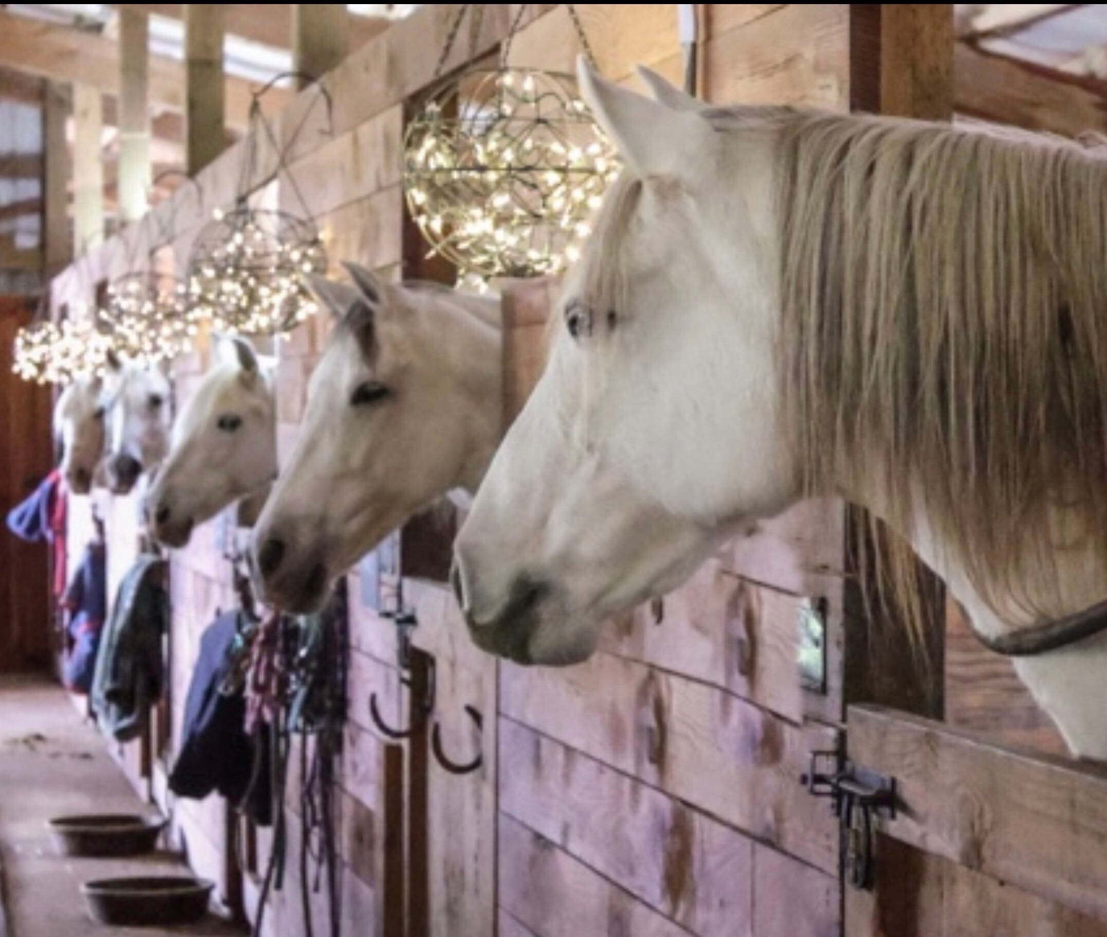 Andalusian horses in the barn with glowing sconces